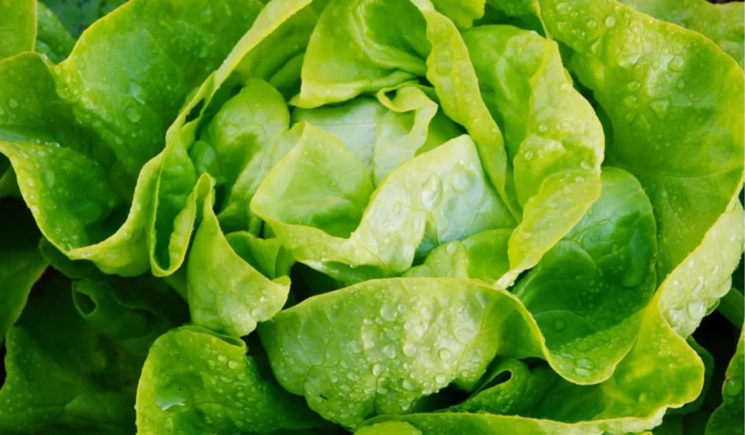 Jak uratować gorzką sałatkę: skuteczne sposoby na poprawę smaku